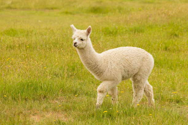 alpaca