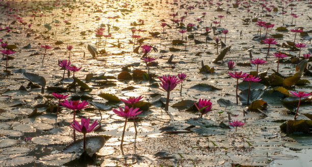 莲花湖