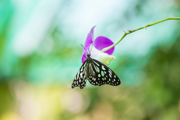swallowtail