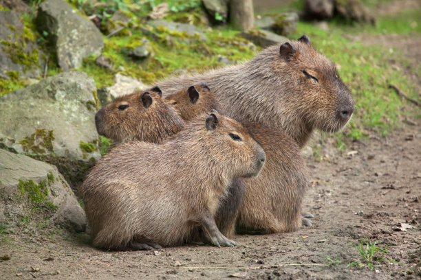 capybara