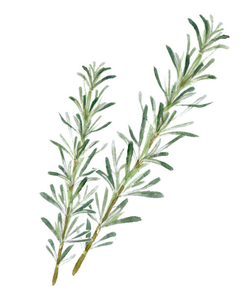 rosemary