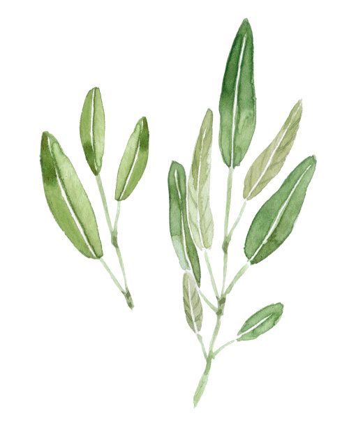 salvia