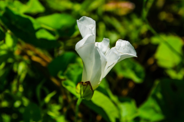 田旋花