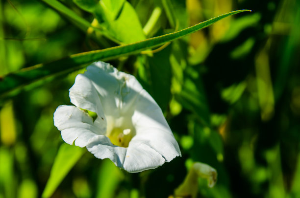 田旋花