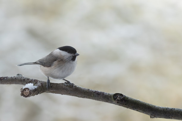 tit