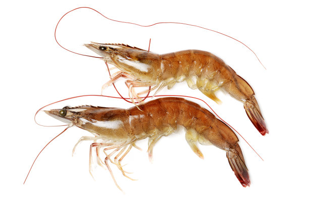 shrimps