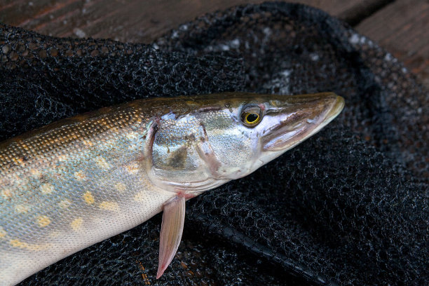 pike