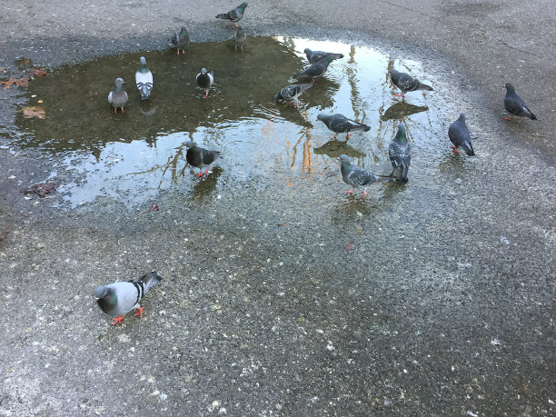 饮水的鸽子