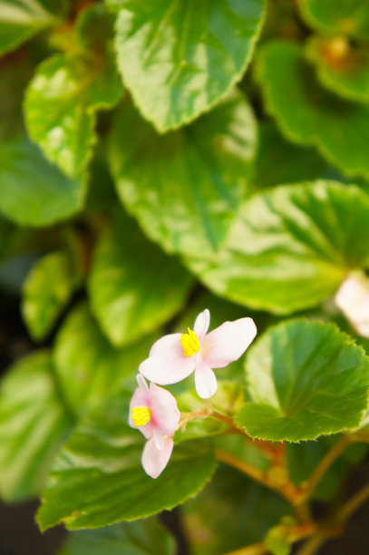 begonia