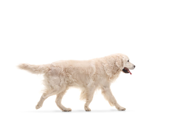 labrador