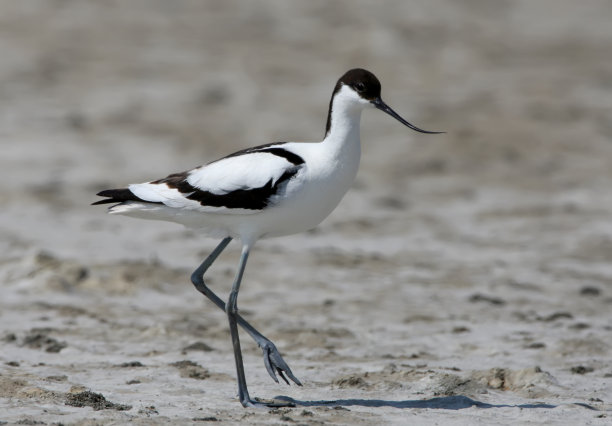 avocet