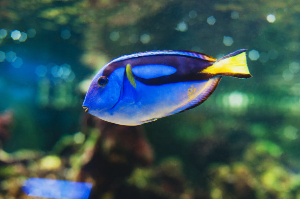 蓝刺尾鱼
