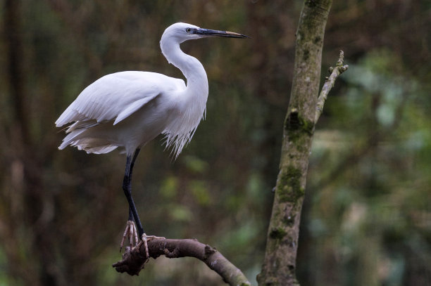 egret