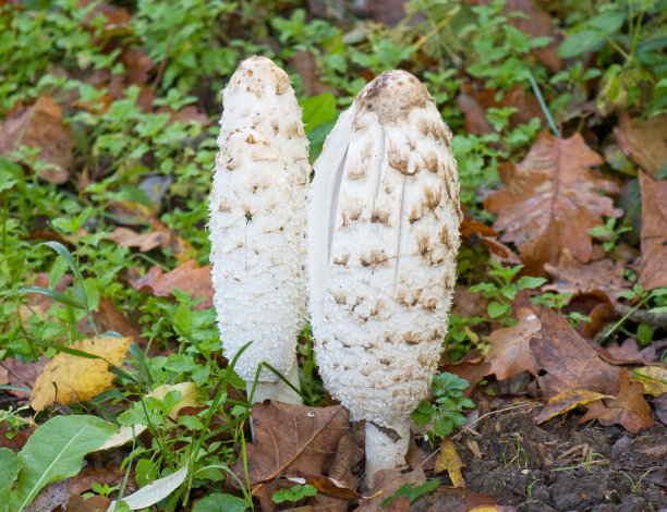 coprinus