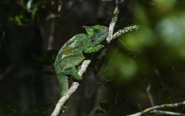 madagascar