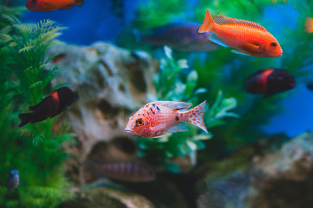 aquarium