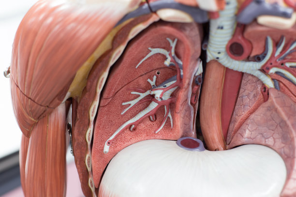thymus
