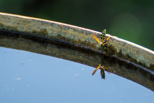 hornets