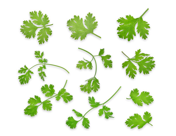 cilantro
