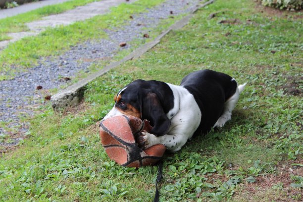 狗狗打篮球