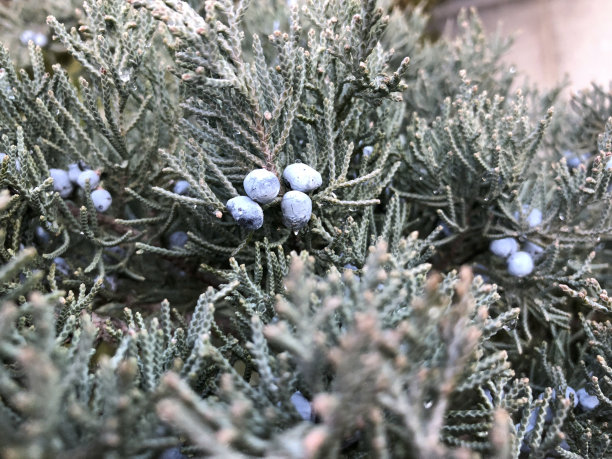 gin