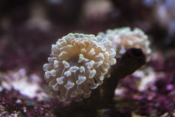 anemonefish