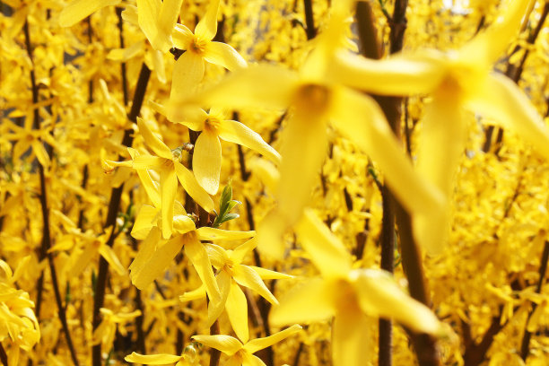 forsythia