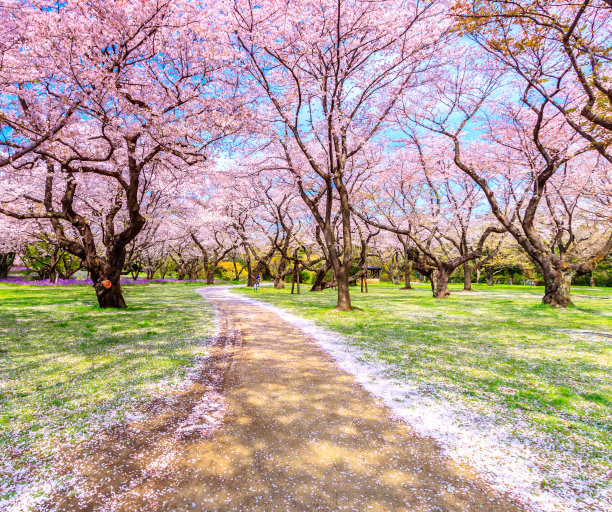 blossoms