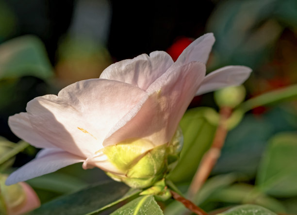 粉红茶花