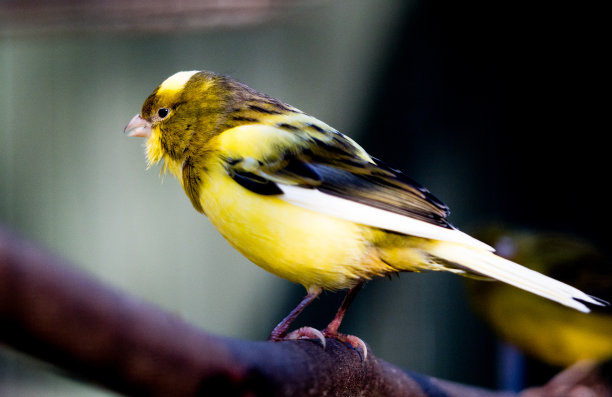 canary
