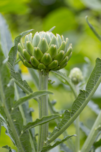 artichoke