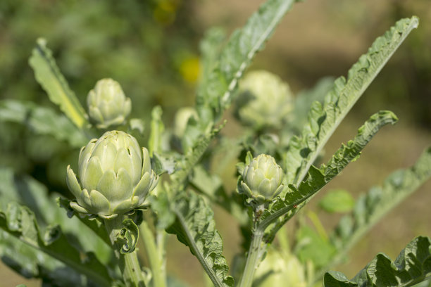 artichoke