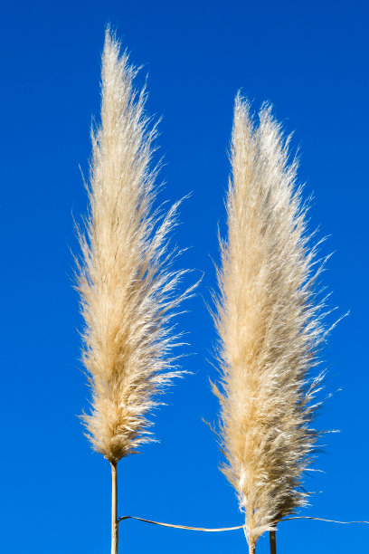 pampas