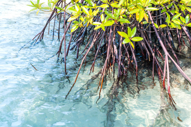 红树林海滩全景图