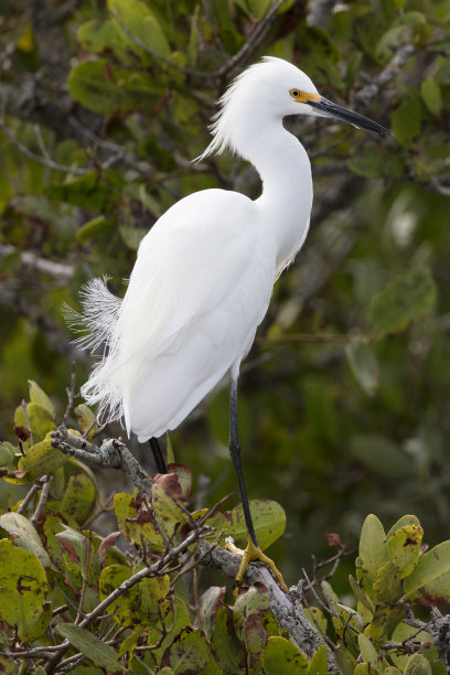 egret
