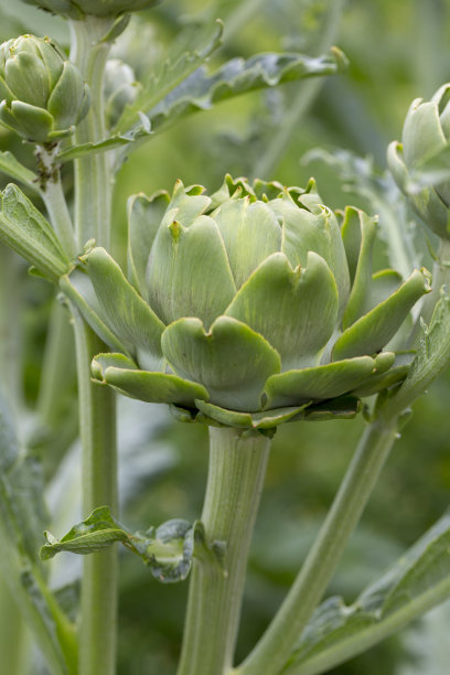 artichoke