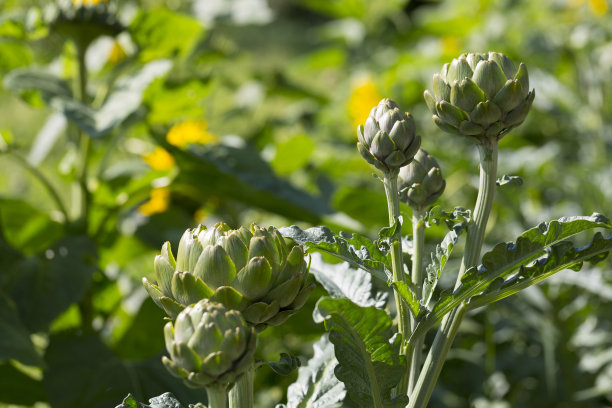artichoke