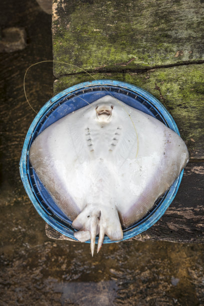 stingray