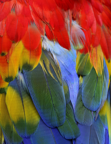 macaw