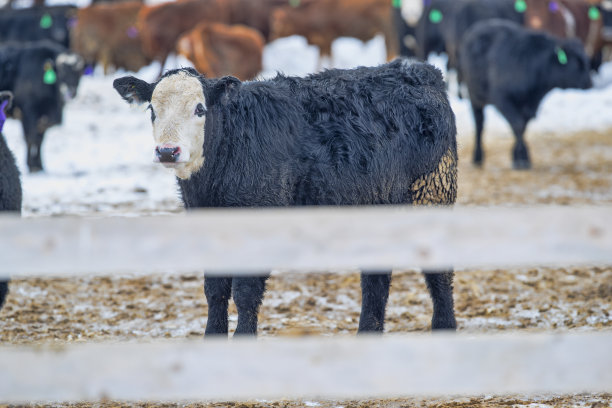 雪地上的牛群