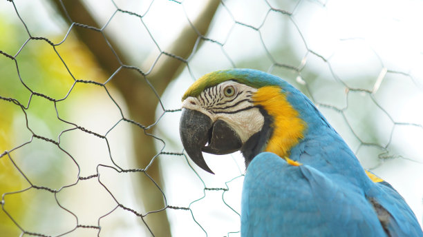 macaws