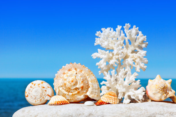 shells
