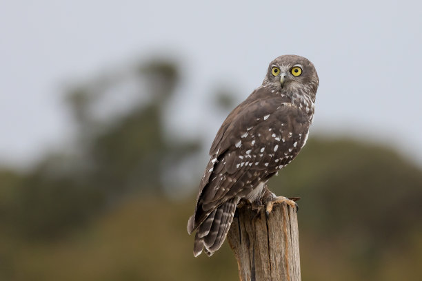 owl