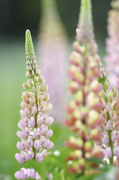 lupinus