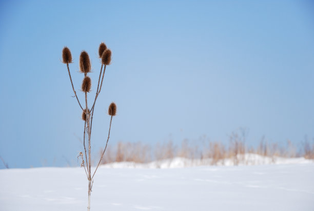 冻干花