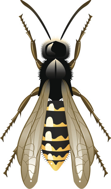 hornets