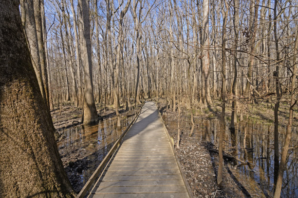 湿地公园木栈道