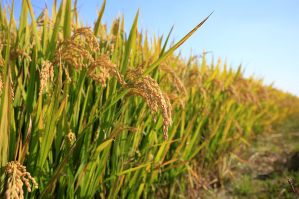 干旱的稻田