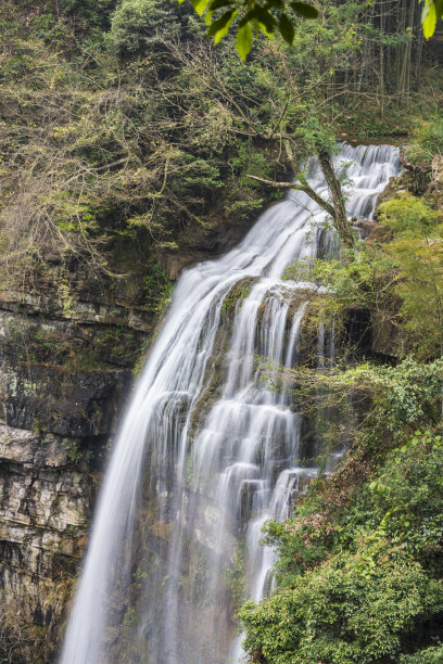 黄果树