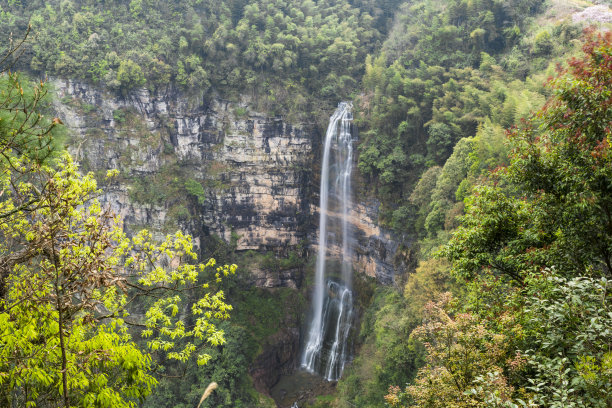 黄果树